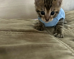 Кошки в Кемерово: Котята Девочка, Бесплатно - фото 1