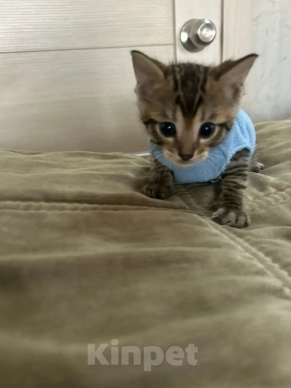 Кошки в Кемерово: Котята Девочка, Бесплатно - фото 1