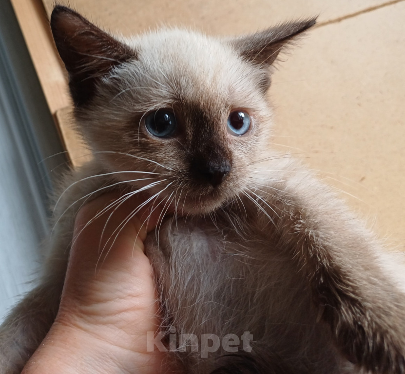 Кошки в Москве: Котёнок ищет дом Девочка, Бесплатно - фото 2