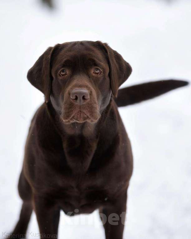 Собаки в Москве: Щенки Лабрадора ретривера шоколадные Девочка, 100 000 руб. - фото 6