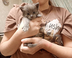Кошки в Москве: Котенок Мейн-кун Мальчик, 25 000 руб. - фото 1