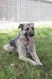 Скромный Винчестер мечтает быть домашним