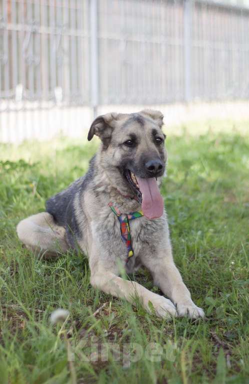 Собаки в Москве: Скромный Винчестер мечтает быть домашним Мальчик, Бесплатно - фото 1