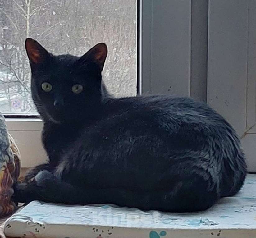 Кошки в Санкт-Петербурге: Прелестная Яся в добрые руки. Девочка, Бесплатно - фото 4