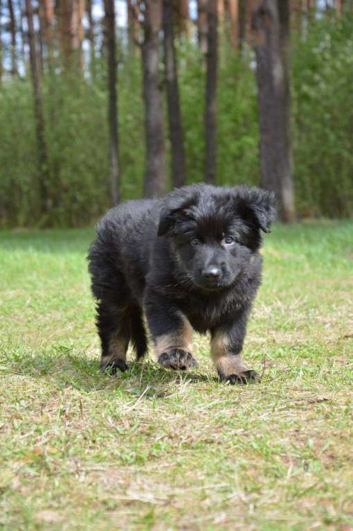 Собаки в Балашихе: Щенок немецкой овчарки РКФ Мальчик, 40 000 руб. - фото 2