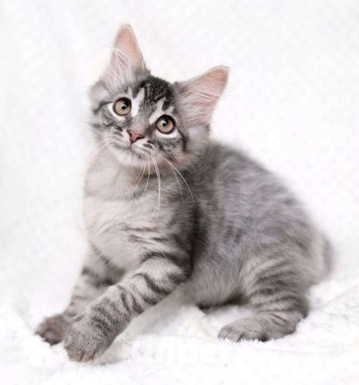 Кошки в Москве: Пушистый котёнок Вертолётик в добрые руки Мальчик, 1 руб. - фото 2