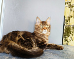Кошки в Москве: Котенок Мейн-Кун Девочка Девочка, 45 000 руб. - фото 10
