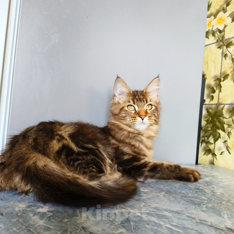 Кошки в Москве: Котенок Мейн-Кун Девочка Девочка, 45 000 руб. - фото 10