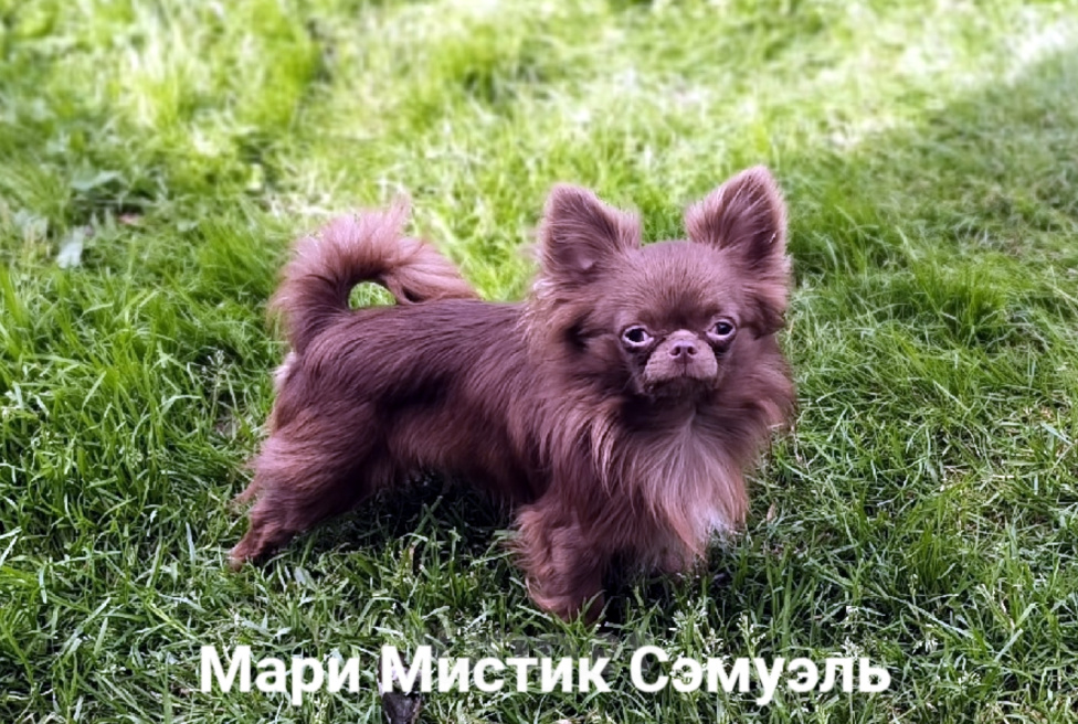 Собаки в Санкт-Петербурге: Чихуахуа шоколадного окраса Шикарный Сэмуэль Мальчик, 120 000 руб. - фото 1