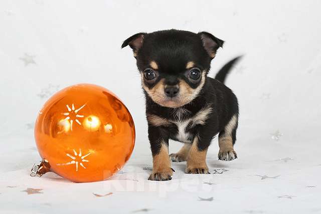 Собаки в Люберцах: Чихуахуа мини Мальчик, 35 000 руб. - фото 3