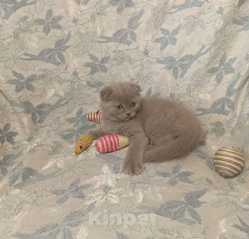 Кошки в Москве: Вислоухий котенок лилового окраса Мальчик, 25 000 руб. - фото 4