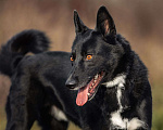 Собаки в Зеленограде: Север в добрые руки Мальчик, Бесплатно - фото 6