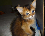Кошки в Ливны: Очаровательные котята Сомали, 25 000 руб. - фото 4