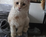 Кошки в Чкаловске: Мейн-кун котёнок Девочка, 50 000 руб. - фото 4