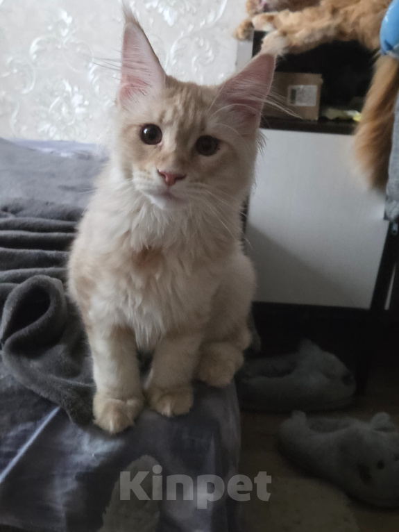 Кошки в Чкаловске: Мейн-кун котёнок Девочка, 50 000 руб. - фото 4