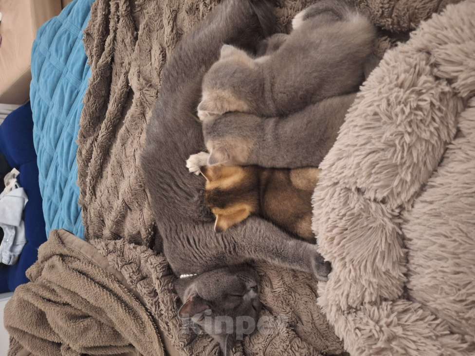 Кошки в Москве: Котята британские Мальчик, 17 000 руб. - фото 3