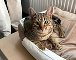 Кошки в Москве: Кошечка в добрые руки Девочка, Бесплатно - фото 4