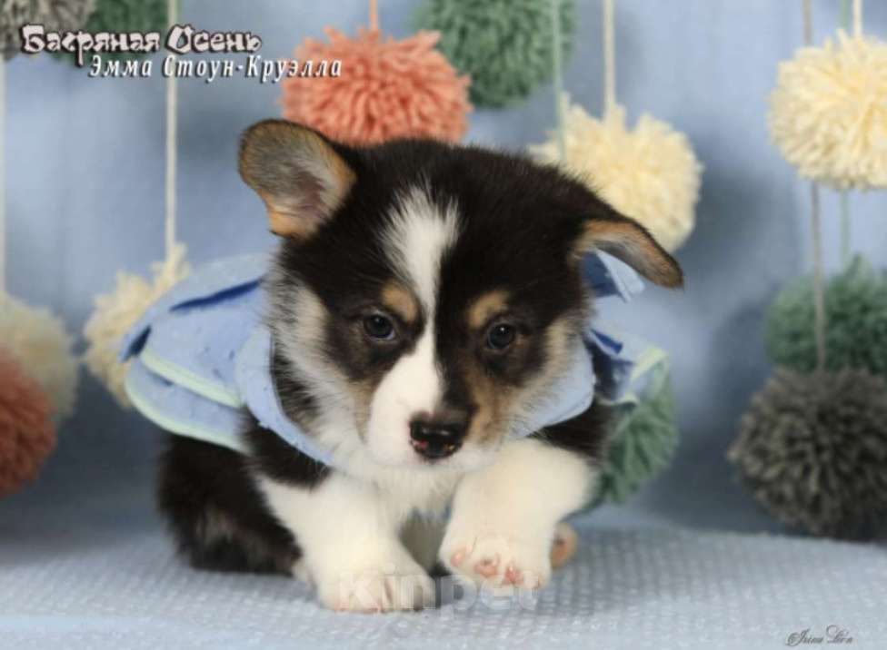 Собаки в Москве: Чакибусенок #6 очень серьезная малышка триколор Круэлла  Девочка, Бесплатно - фото 8