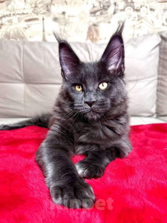 Кошки в Москве: Мальчик голубой солид Мальчик, 75 000 руб. - фото 4