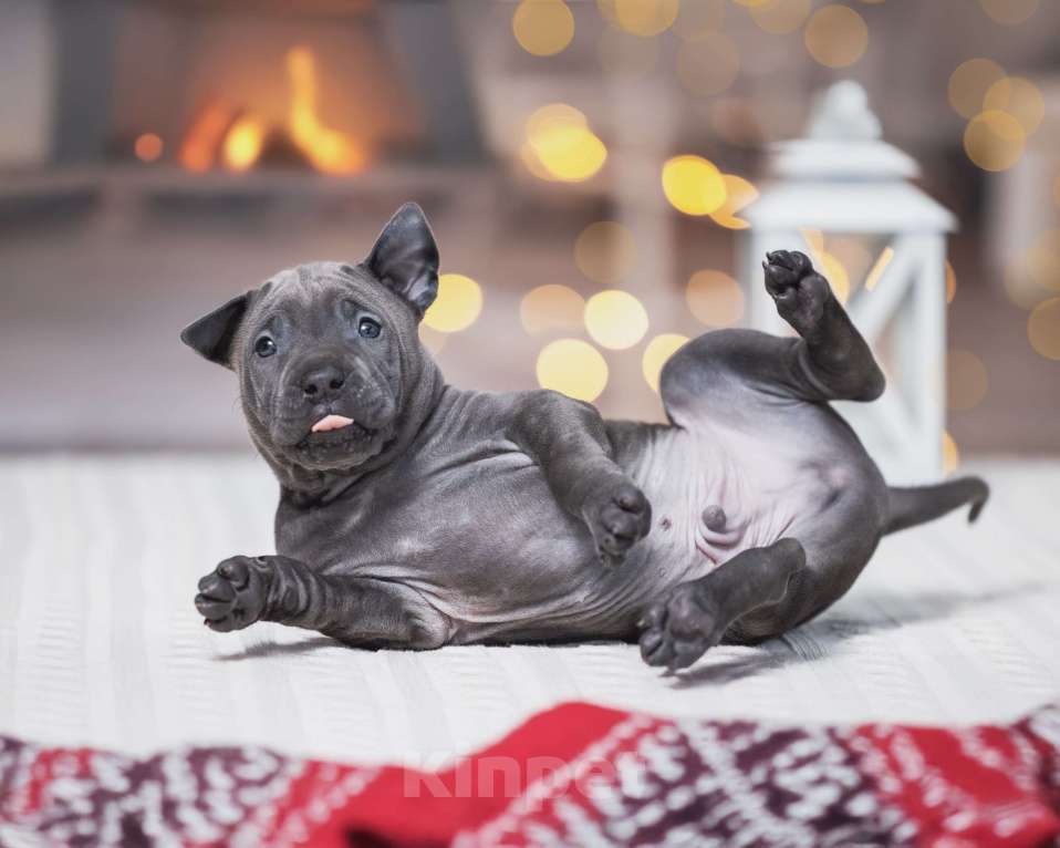 Собаки в Колпино: Голубой мальчик тайских риджбеков Мальчик, 150 000 руб. - фото 4