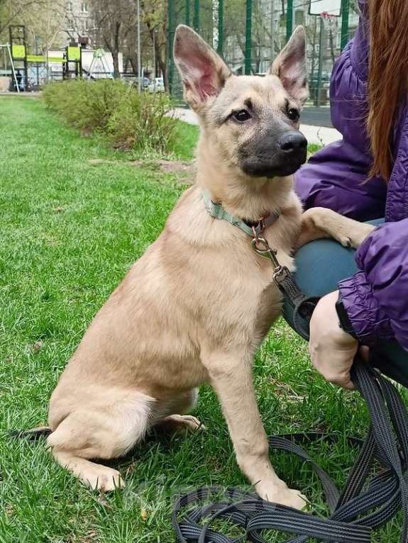 Собаки в Москве: Милые щенки в добрые руки Девочка, 1 руб. - фото 5