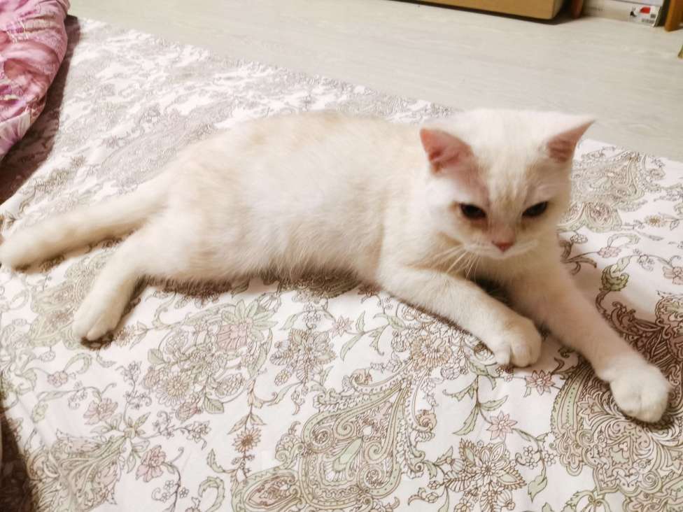 Кошки в Москве: Британские котята  Мальчик, 12 000 руб. - фото 4