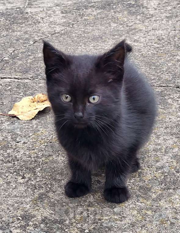 Кошки в Воронеже: Котёнок Кузя в добрые руки Мальчик, Бесплатно - фото 2