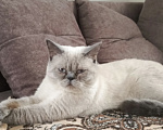 Кошки в других городах Ростовской области: Продаются  котята 😺 Разнополые, 1 000 руб. - фото 6
