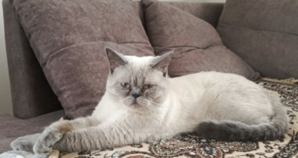 Кошки в других городах Ростовской области: Продаются  котята 😺 Разнополые, 1 000 руб. - фото 6