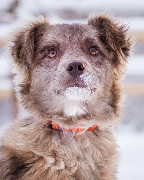 Собаки в Москве: Щенок необычного окраса, эксклюзив! Бесплатно, в добрые руки Девочка, Бесплатно - фото 1
