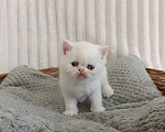 Кошки в Брянске: Экзотический короткошёрстный Мальчик, Бесплатно - фото 1