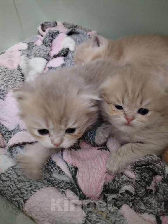 Кошки в Астрахани: Шотландские котята Разнополые, 35 000 руб. - фото 2