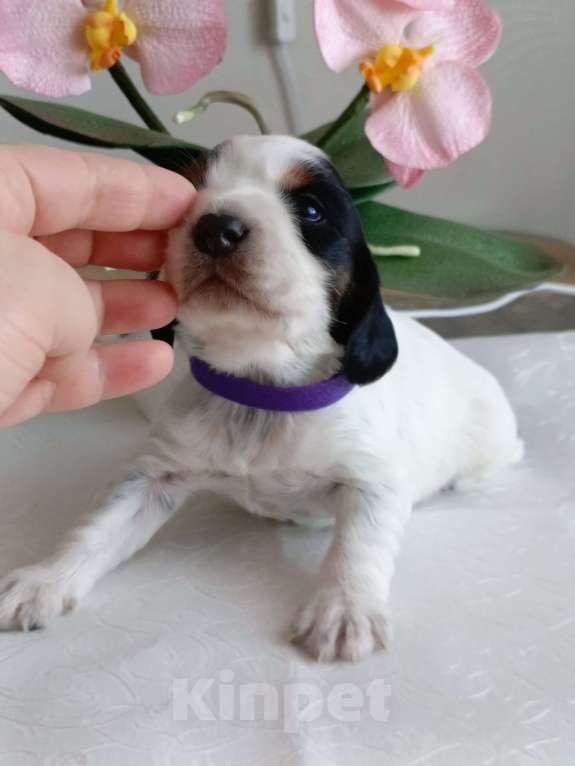 Собаки в Москве: Русский охотничий спаниель мальчик Мальчик, 50 000 руб. - фото 4