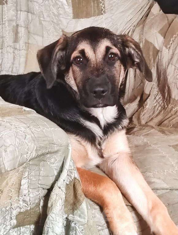 Собаки в других городах Московской области: Щенки от золотистого ретривера и овчарки Девочка, Бесплатно - фото 2