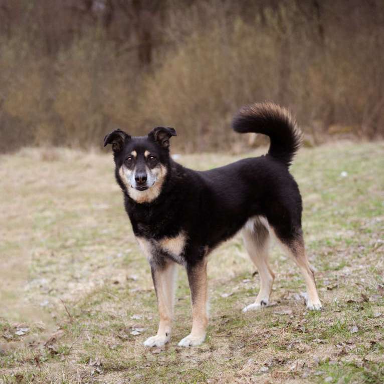 Собаки в Москве: Бывшедомашний пёсик в поисках нового дома Мальчик, Бесплатно - фото 8