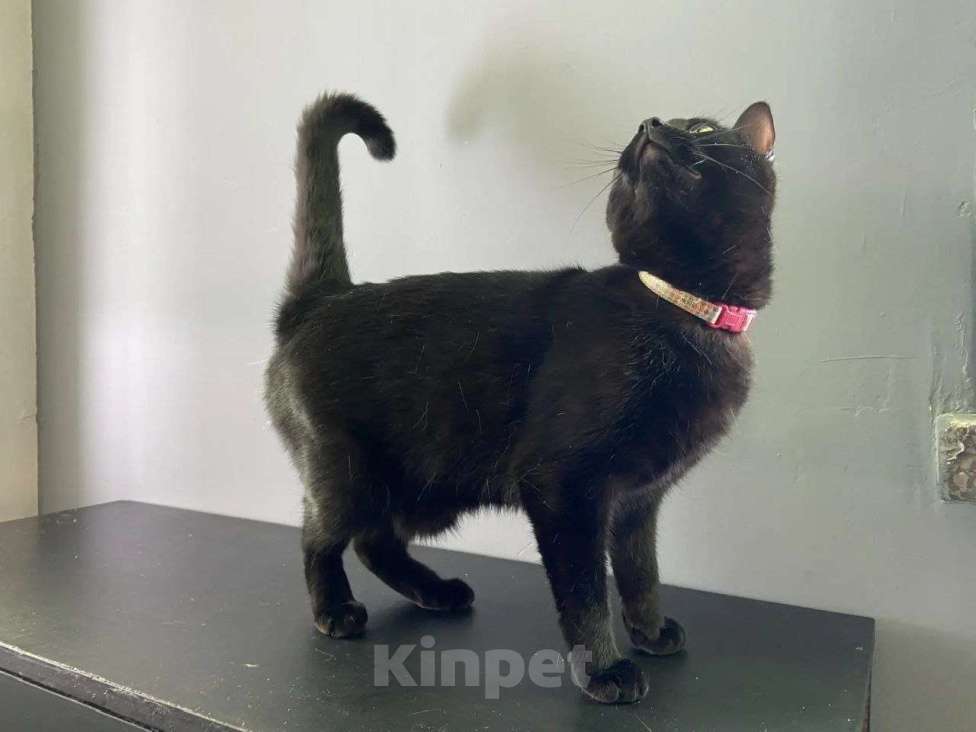 Кошки в Москве: Котенок Ночка ищет дом Девочка, Бесплатно - фото 6