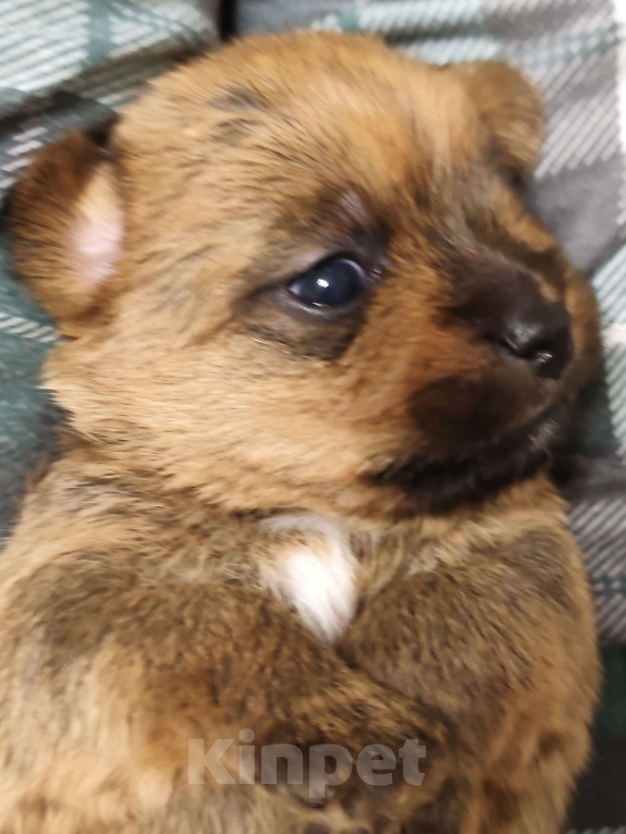 Собаки в Красноярске: Щенки норфолк терьера Девочка, 100 000 руб. - фото 1