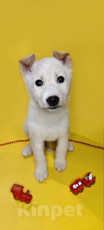 Собаки в Наро-Фоминске: Герцог якутенок команды ппбж Якутска Мальчик, Бесплатно - фото 5