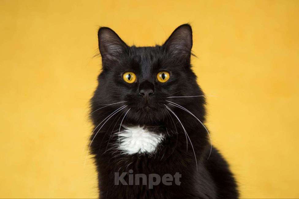 Кошки в Балашихе: Падди Мальчик, Бесплатно - фото 4