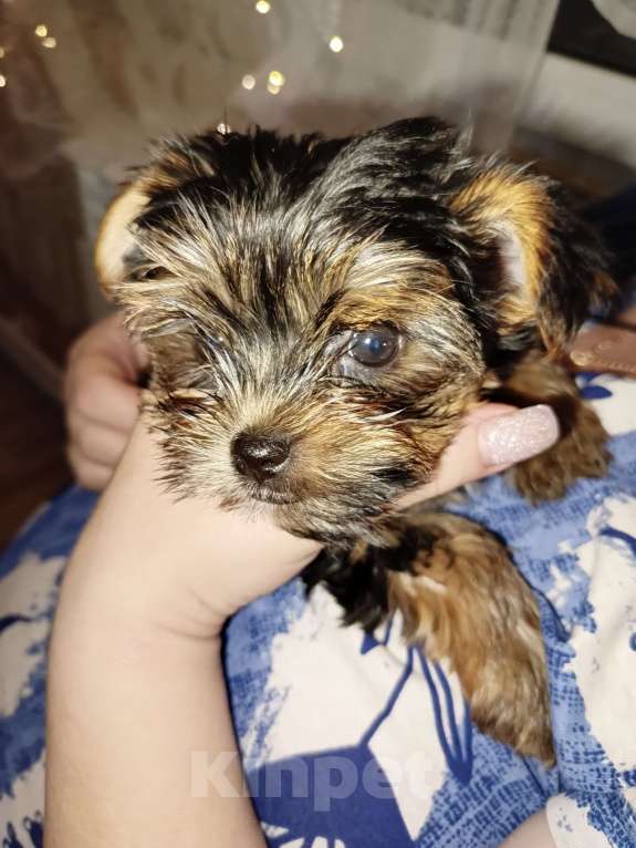 Собаки в Навашино: Мальчик Мальчик, 15 000 руб. - фото 1