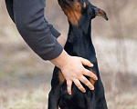 Собаки в Ялте: Великолепная, купированная девочка добермана Девочка, Бесплатно - фото 1