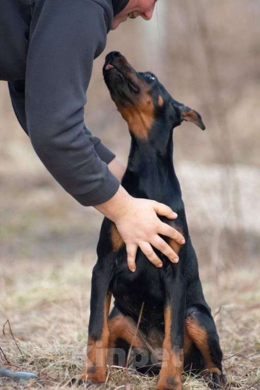 Собаки в Ялте: Великолепная, купированная девочка добермана Девочка, Бесплатно - фото 1