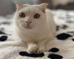 Кошки в Брянске: Вислоухая кошка Девочка, Бесплатно - фото 1