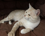 Кошки в Рязани: Котик в добрые руки Мальчик, Бесплатно - фото 5