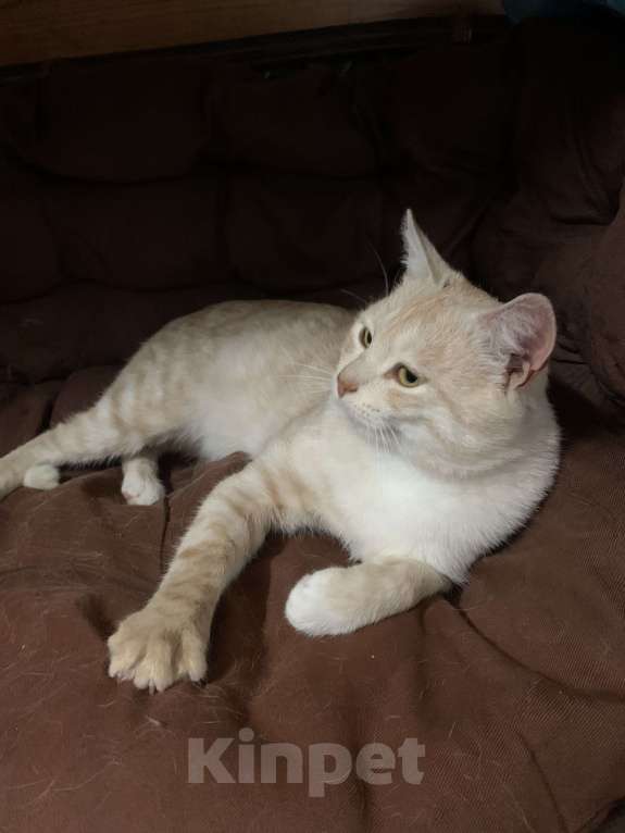 Кошки в Рязани: Котик в добрые руки Мальчик, Бесплатно - фото 5