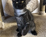 Кошки в Санкт-Петербурге: Котенок мейн-кун черный дым Almaz Diesel Power Мальчик, 80 000 руб. - фото 3