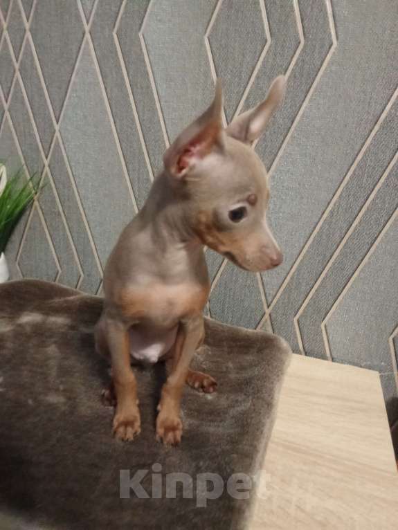 Собаки в Ейске: Лиловый той Мальчик, 25 000 руб. - фото 3