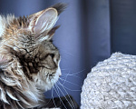 Кошки в Москве: Котёнок мейн-кун Veyron Molly — голубоглазая принцесса с плюшевыми щёчками и королевскими кисточками Девочка, 150 000 руб. - фото 10