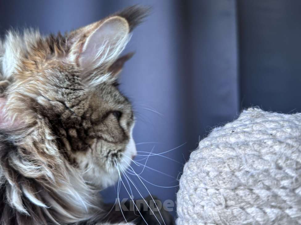 Кошки в Москве: Котёнок мейн-кун Veyron Molly — голубоглазая принцесса с плюшевыми щёчками и королевскими кисточками Девочка, 150 000 руб. - фото 10