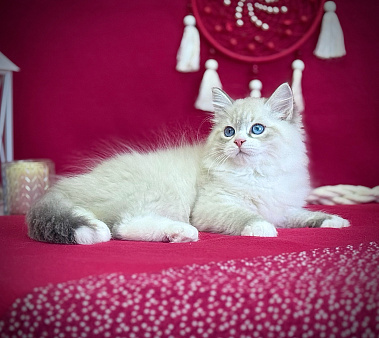 Невский маскарадный котёнок
